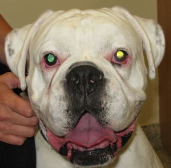 11 weeks post-operatively